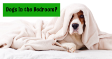 Dogs in The Bedroom . Picture of a dog peeking out from under the covers on a bed.