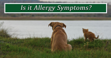 Allergy Symptoms in Pets. Picture of a tan dog and orange cat sitting in the grass.