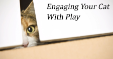Keep Pets Fit. Picture of a cat peeking through a small opening in the door.