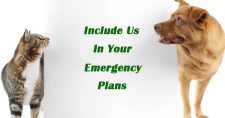 Emergency Planning. Picture of a tan color dog and a tabby cat looking at a sign.