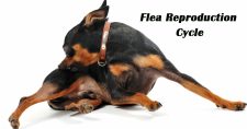 Incredible Flea Reproduction. Picture of a tan and black miniature pinscher biting on its back hip as if fighting fleas.