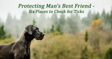 Places You Should Check Your Dog for Ticks. Picture of a black Great Dane standing in a field of tall grass.
