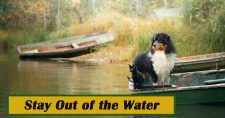 Stay Out of the Water. Picture of a Black and white border collie and a black cat sitting on a dock beside the water.