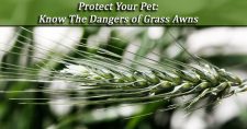 What is a Grass Awn and Why Are They Trouble? Close-up picture of a grass awn.