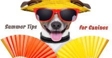 Summer Tips for Canines. Picture of a small brown and white dog wearing a yellow hat and red sunglasses with colorful fans in front of him.