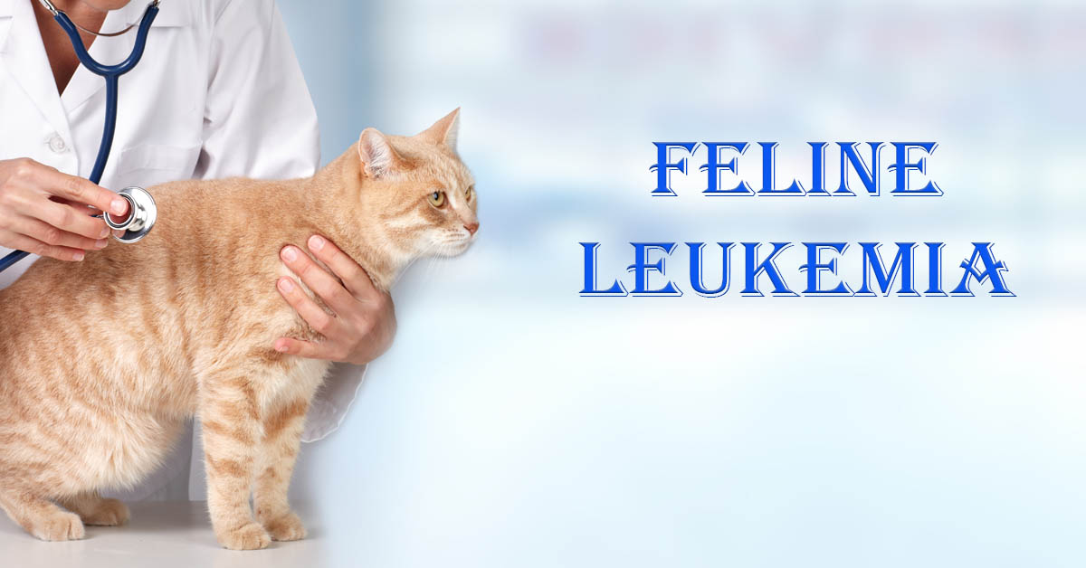 Feline Leukemia. Picture of an orange tabby cat getting a check-up from a veterinarian.