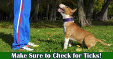 Remove Ticks Safely. Picture of a tan and white stafford bull terrier sitting at the feet of someone, looking happily up at them.
