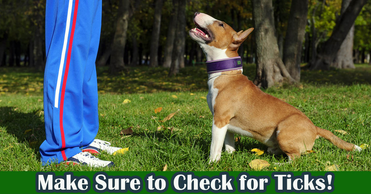 Remove Ticks Safely. Picture of a tan and white stafford bull terrier sitting at the feet of someone, looking happily up at them.