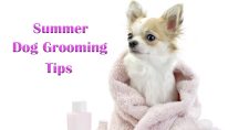 Summer Dog Grooming. Picture of a tan and white chihuahua wrapped in a pink towel.