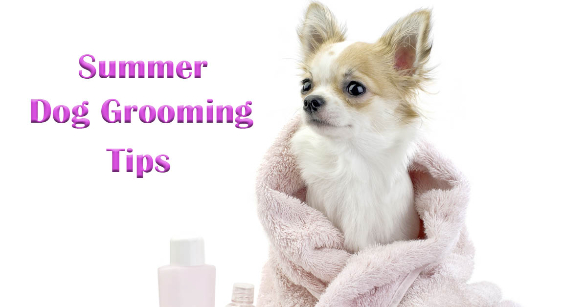 Summer Dog Grooming. Picture of a tan and white chihuahua wrapped in a pink towel.