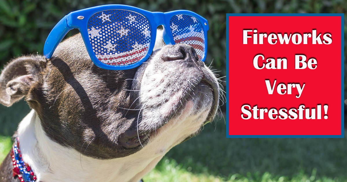 Fireworks and Pet Safety: Protecting Your Furry Friends. Picture of a black and white dog with sunglasses showing stars and stripes on the lenses.