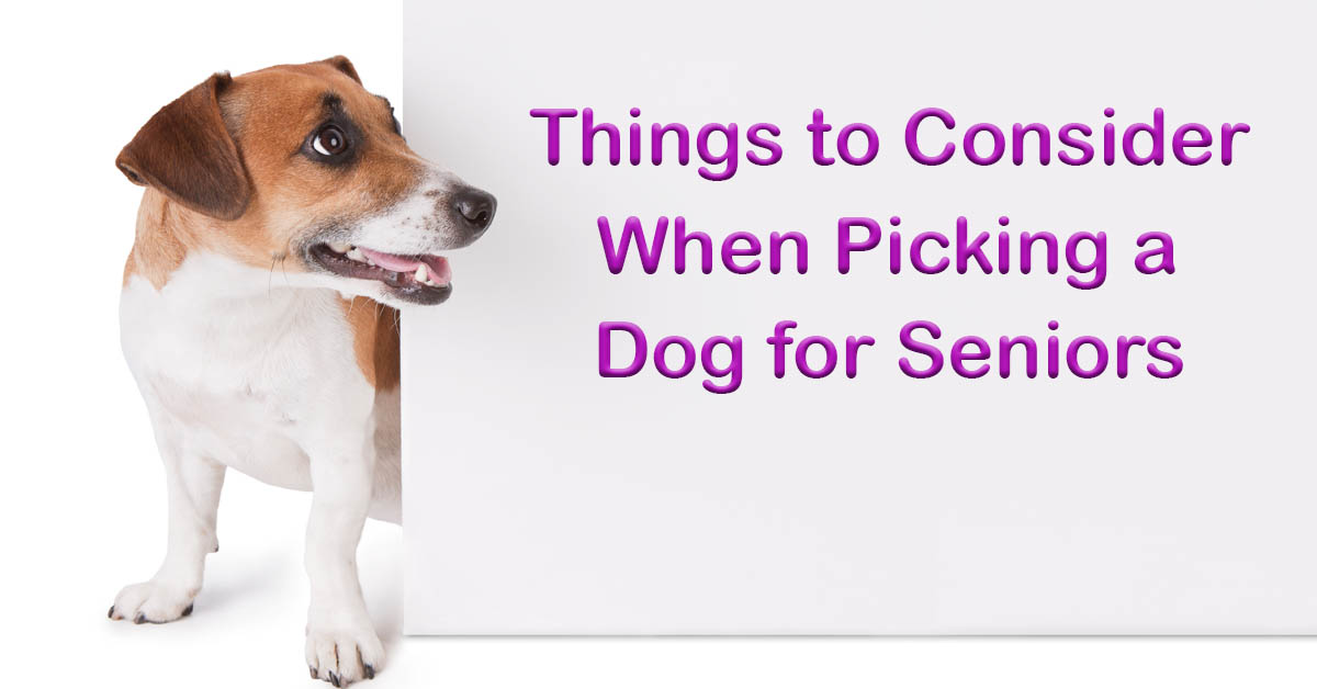 Choosing a Dog Breed for Seniors. Picture of a small brown and white dog looking at a sign.