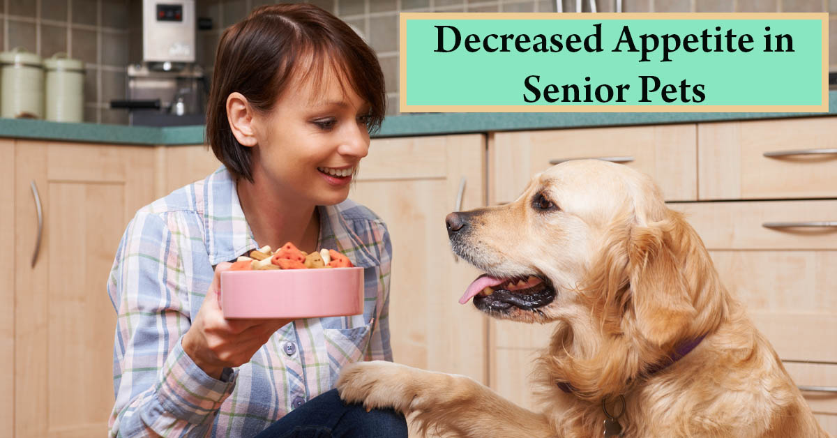 Decreased Appetite in Senior Pets. Picture of a young caucasian female placing a bowl of food down for an older golden retriever.