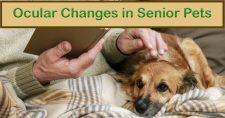 Ocular Changes in Senior Pets. Picture of a small brown dog lying in the lap of an older caucasian male.