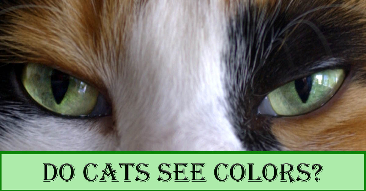 Do Cats Have Color Vision? Unveiling the Feline Perception of the World. Picture of a close-up of a calico cat's green eyes.