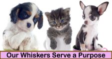 The Whiskers Wonders: Unveiling the Purpose of Whiskers in Dogs and Cats. Picture of 2 puppies and 1 kitten, each sitting in a tea cup.