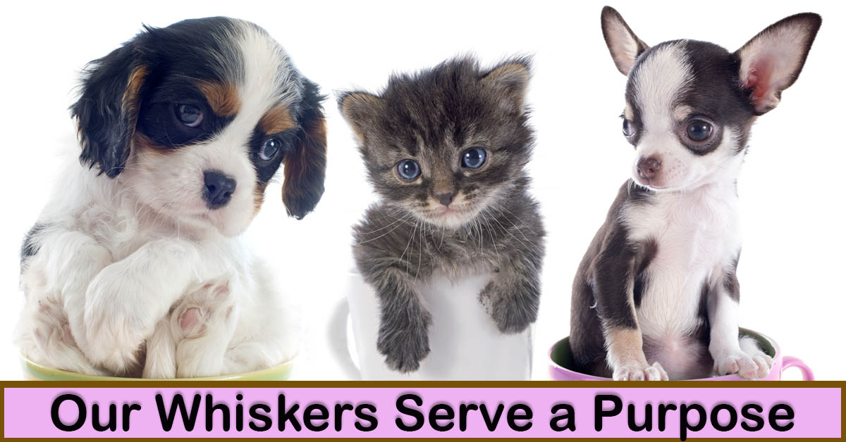 The Whiskers Wonders: Unveiling the Purpose of Whiskers in Dogs and Cats. Picture of 2 puppies and 1 kitten, each sitting in a tea cup.