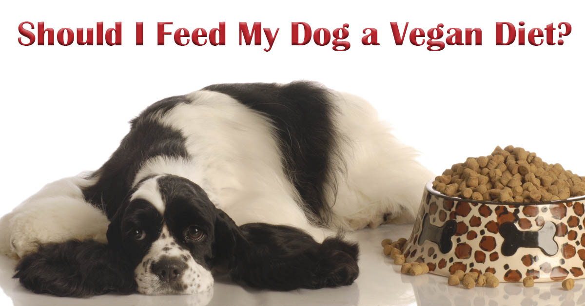 Debunking the Vegan Dog Diet: Assessing Health Considerations for Canine Nutrition. Picture of a black and white spaniel lying beside his/her food dish.
