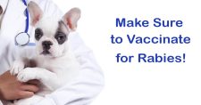 Importance of Rabies Vaccination. Picture of a small black and white dog in the arms of a veterinarian.