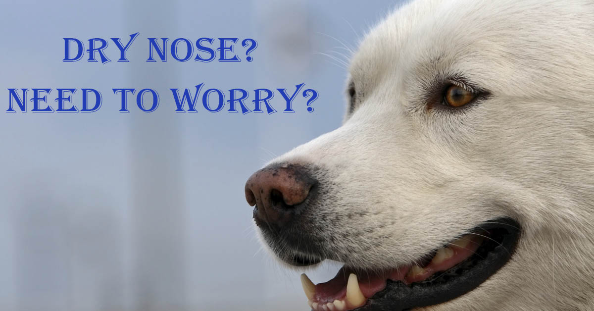 Dogs and Their Noses. Picture of a close up of a white dog and its nose.