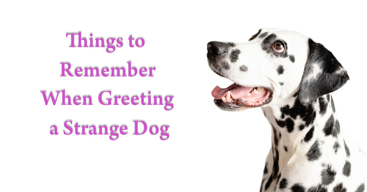 Best Way to Greet a Dog . Picture of a Dalmatian dog sitting and looking at someone.
