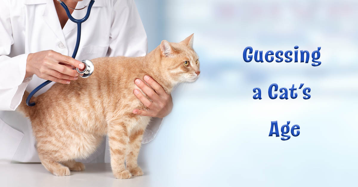 Guessing a Cat’s Age. Picture of an orange tabby cat getting a check-up at a veterinarian's office.