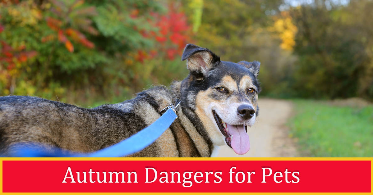 Autumn Dangers for Pets . Picture of a mixed breed dog going for a walk while on a leash.