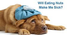Are Nuts Poisonous to Dogs?. Picture of a large brown dog laying with a ice pack on his head.