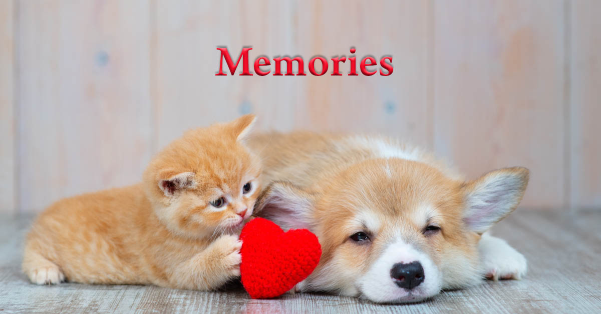 Pet Cremation. Picture of a tan colored kitten and small tan and white dog lying next to each other.