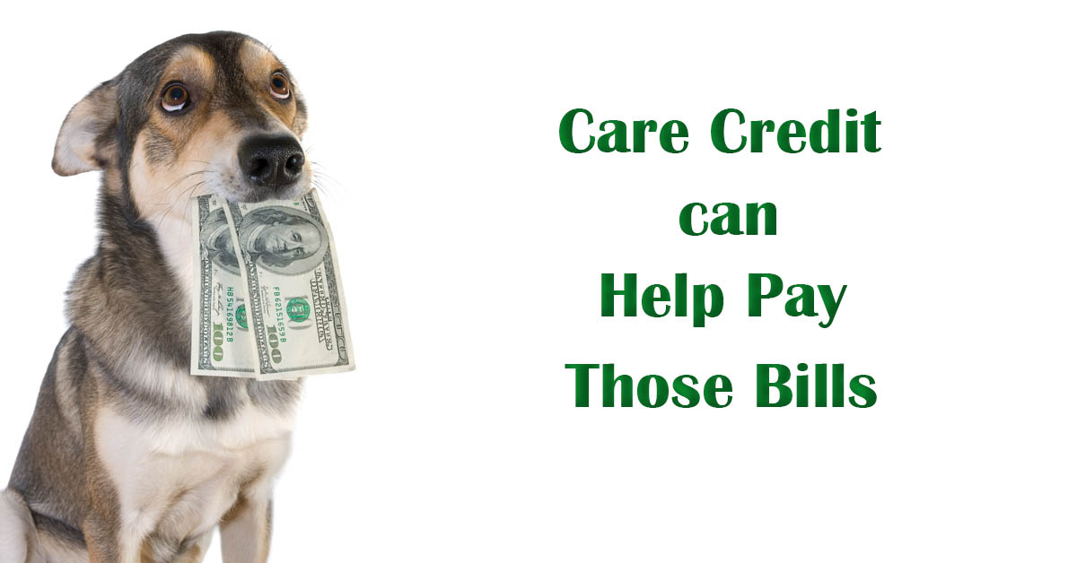 Information on Care Credit for Paying Veterinarian Bills. Picture of a tan and white dog holding dollar bills in its mouth.