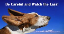 Diagnosing and Treating Ear Hematomas. Picture of a bassett hound with its ears blowing in the wind.