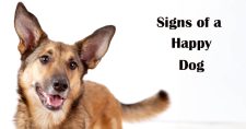 Signs that Your Dog Is Happy. Picture of a small brown dog appearing to be smiling and wagging its tail.