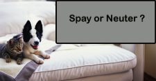 Exploring the Benefits and Considerations of Spaying or Neutering Pets. Picture of a small black and white dogs and a cat lying next to each other on a chaise lounge.