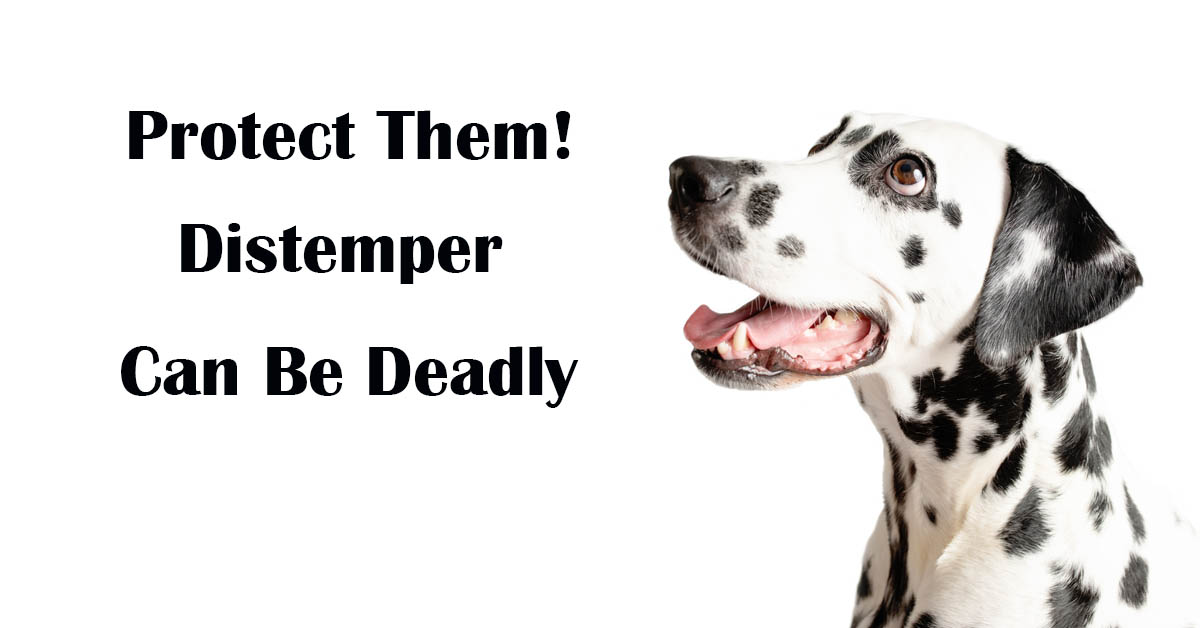 Understanding Canine Distemper: Symptoms, Treatment, and Prevention. Picture of a Dalmatian dog.