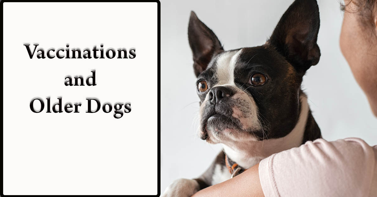 Vaccinations and Older Dogs. Picture of a young black female holding her black and white pug dog and meeting with a veterinarian.