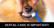 Protect Your Pet’s Oral Health. A picture of a dog getting their teeth brushed