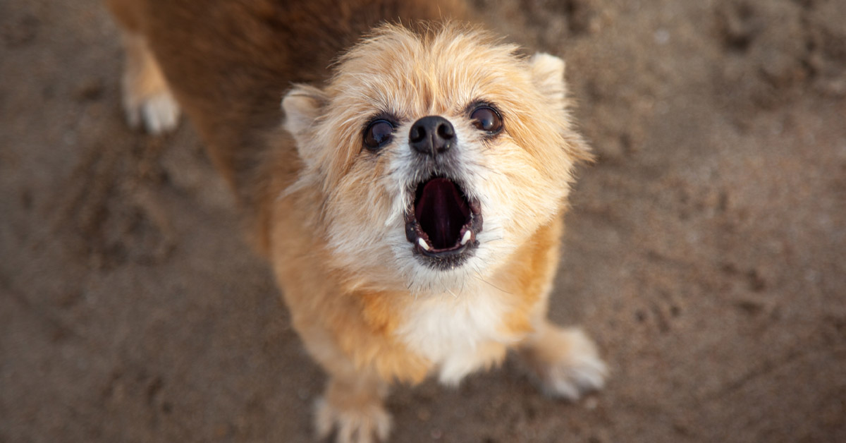 Small barking dog.